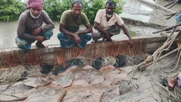 সুন্দরবনে শালপাতা মাছসহ ৬ জেলে আটক