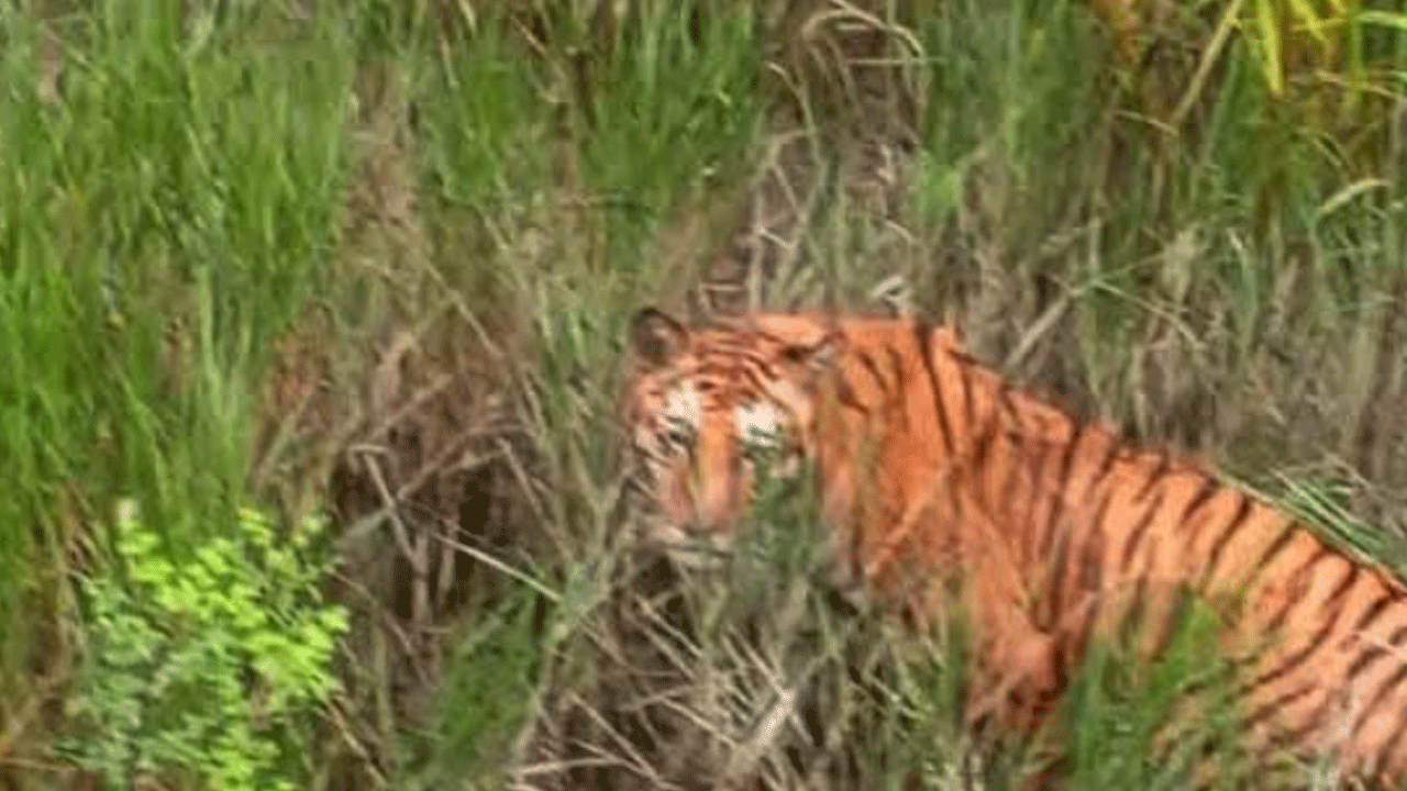 sundorban-tiger