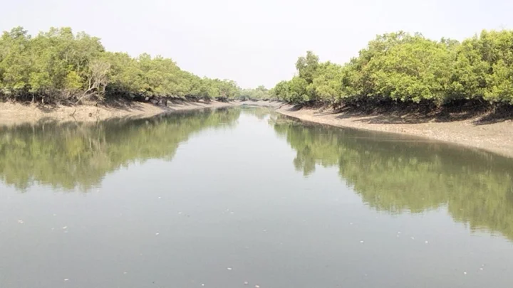 চোরা শিকারিদের দাপটে সংকটে সুন্দরবনের জীববৈচিত্র্য