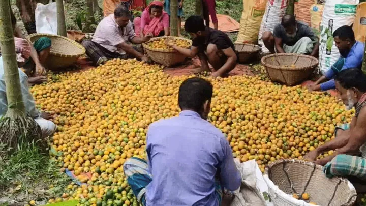 এক জেলাতেই ৭১০ কোটি টাকার সুপারি, যেভাবে চাঙা হচ্ছে গ্রামীণ অর্থনীতি