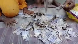 ইঁদুর ও উইপোকা কেটে নষ্ট করল কৃষকের ২ লাখ টাকা