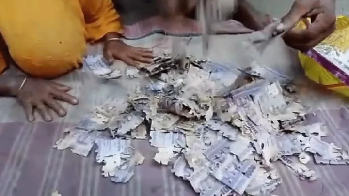 ইঁদুর ও উইপোকা কেটে নষ্ট করল কৃষকের ২ লাখ টাকা