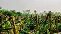 মধুপুরে হঠাৎ ঝড়, ১১শ বিঘার ফসল লন্ডভন্ড 