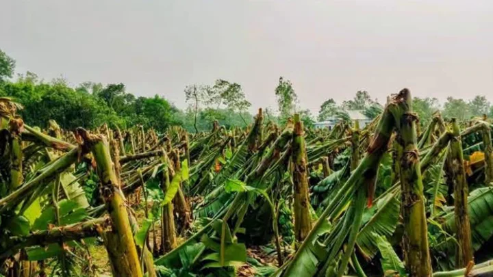 মধুপুরে হঠাৎ ঝড়, ১১শ বিঘার ফসল লন্ডভন্ড 