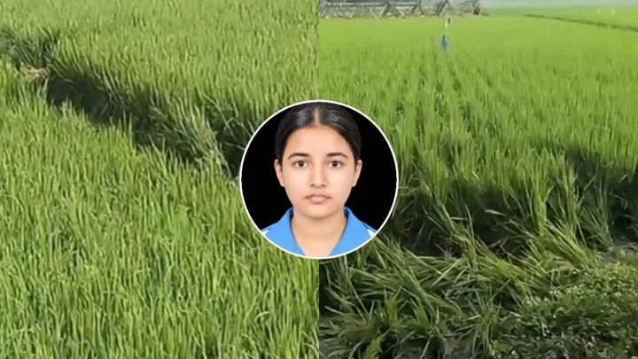 বাঁচার জন্য আপ্রাণ চেষ্টা করেছিলেন তাজমিন, আলামত মিলল ধানক্ষেতে