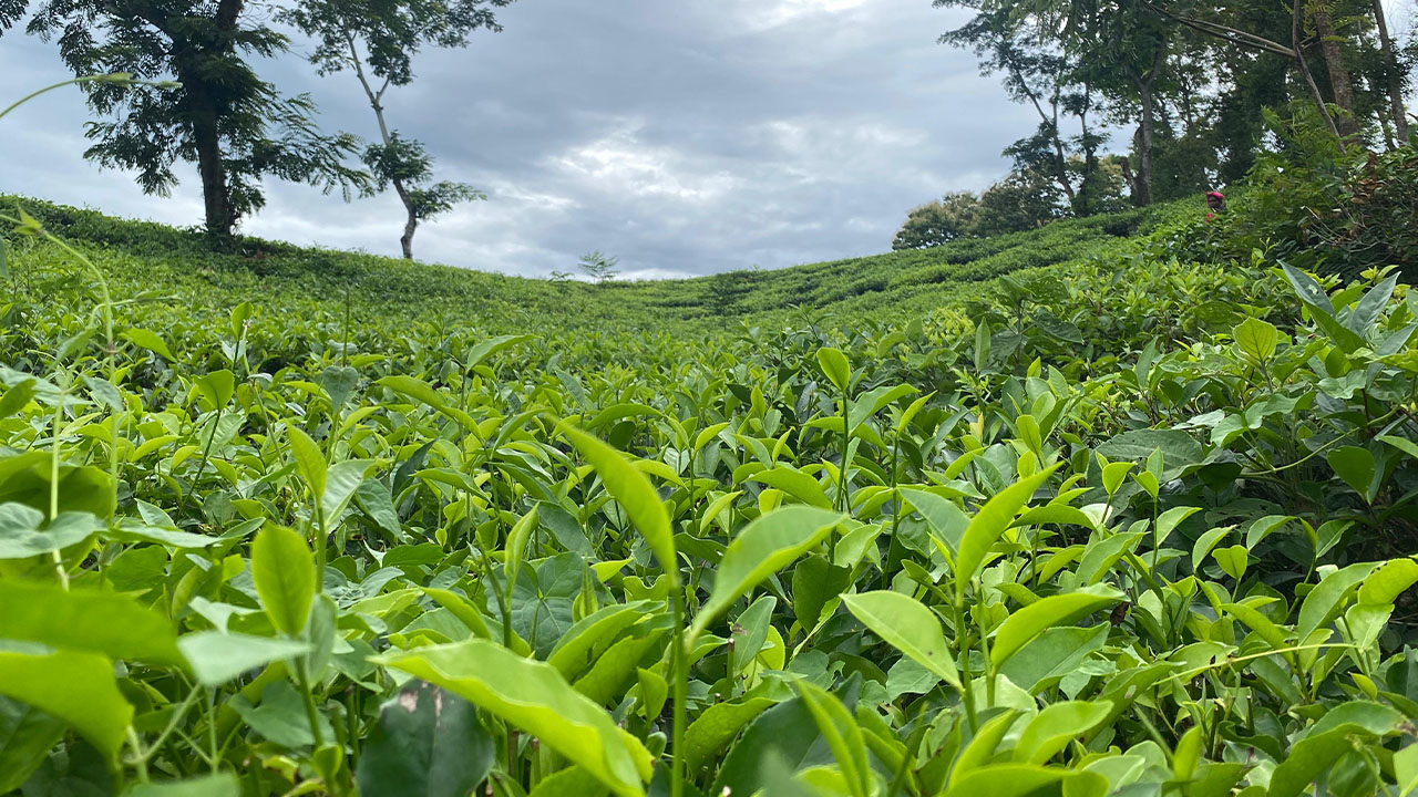 চা বিক্রিতে নতুন মাইলফলকে ন্যাশনাল টি কোম্পানি