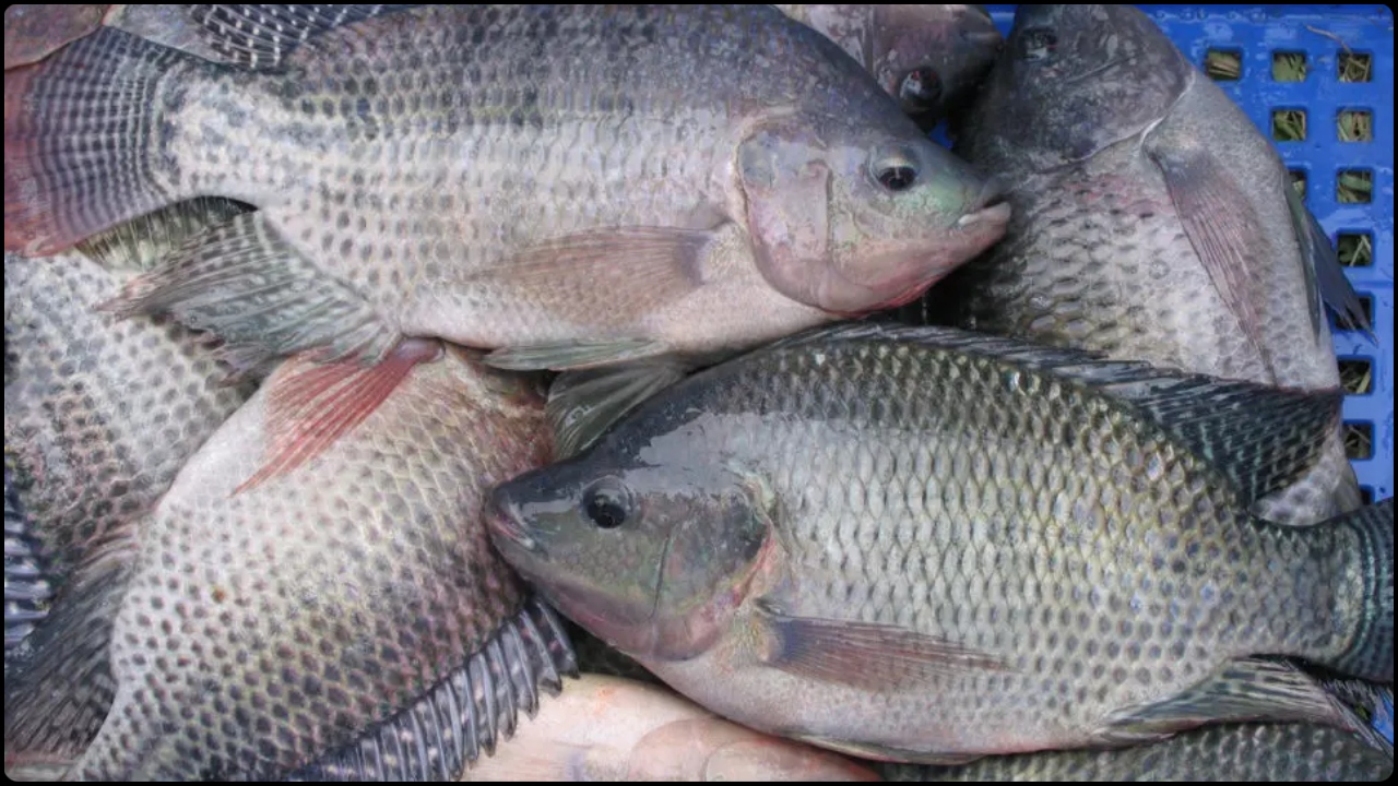 telapia fish