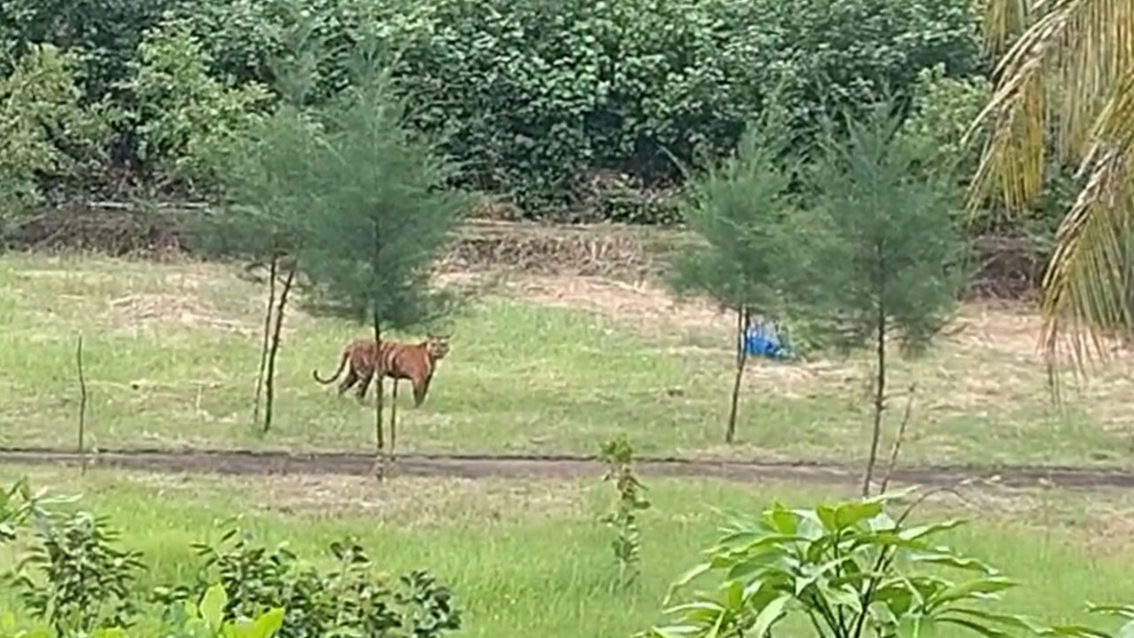 অফিসের সামনে বাঘিনীর ঘোরাফেরা, ক্যামেরায় ধারণ করলেন বনকর্মীরা
