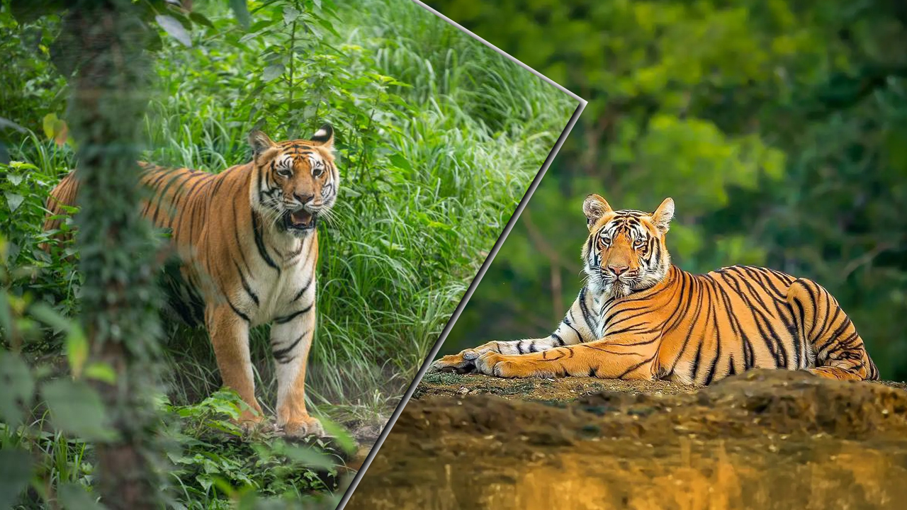 বাঘ দিবসে বন বিভাগ কেন এত মরিয়া?