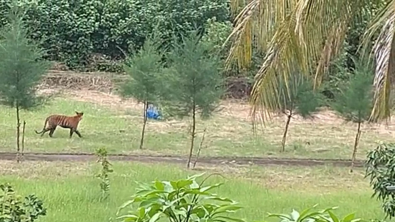 বন বিভাগের অফিসের সামনে বাঘিনী। ছবি: ভিডিও থেকে নেওয়া