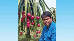 পতিত জমিতে শুরু হয়েছিল ড্রাগন চাষ, এখন ছয় বিঘার ফলবাগান