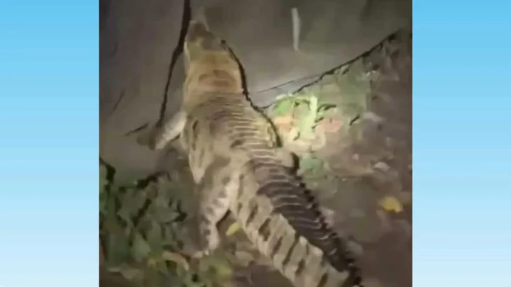 নারায়ণগঞ্জের লোকালয়ে দেখা মিলল কুমির, উদ্ধারে অভিযান