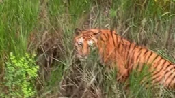 সুন্দরবনে ৪০ ক্যামেরাতেও মিলছে না চিকিৎসা পাওয়া সেই বাঘিনীর সন্ধান