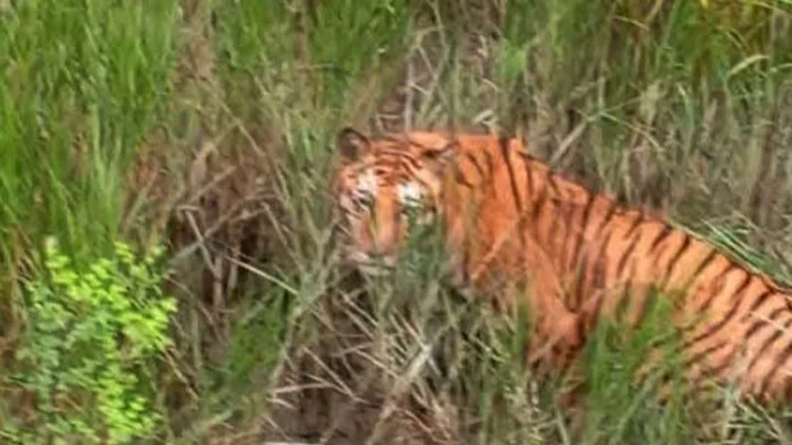 সুন্দরবনে ৪০ ক্যামেরাতেও মিলছে না চিকিৎসা পাওয়া সেই বাঘিনীর সন্ধান