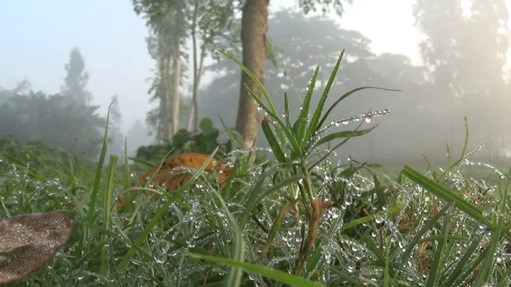 গাইবান্ধায় শীতের আমেজ, ঘাসের ডগায় শিশির