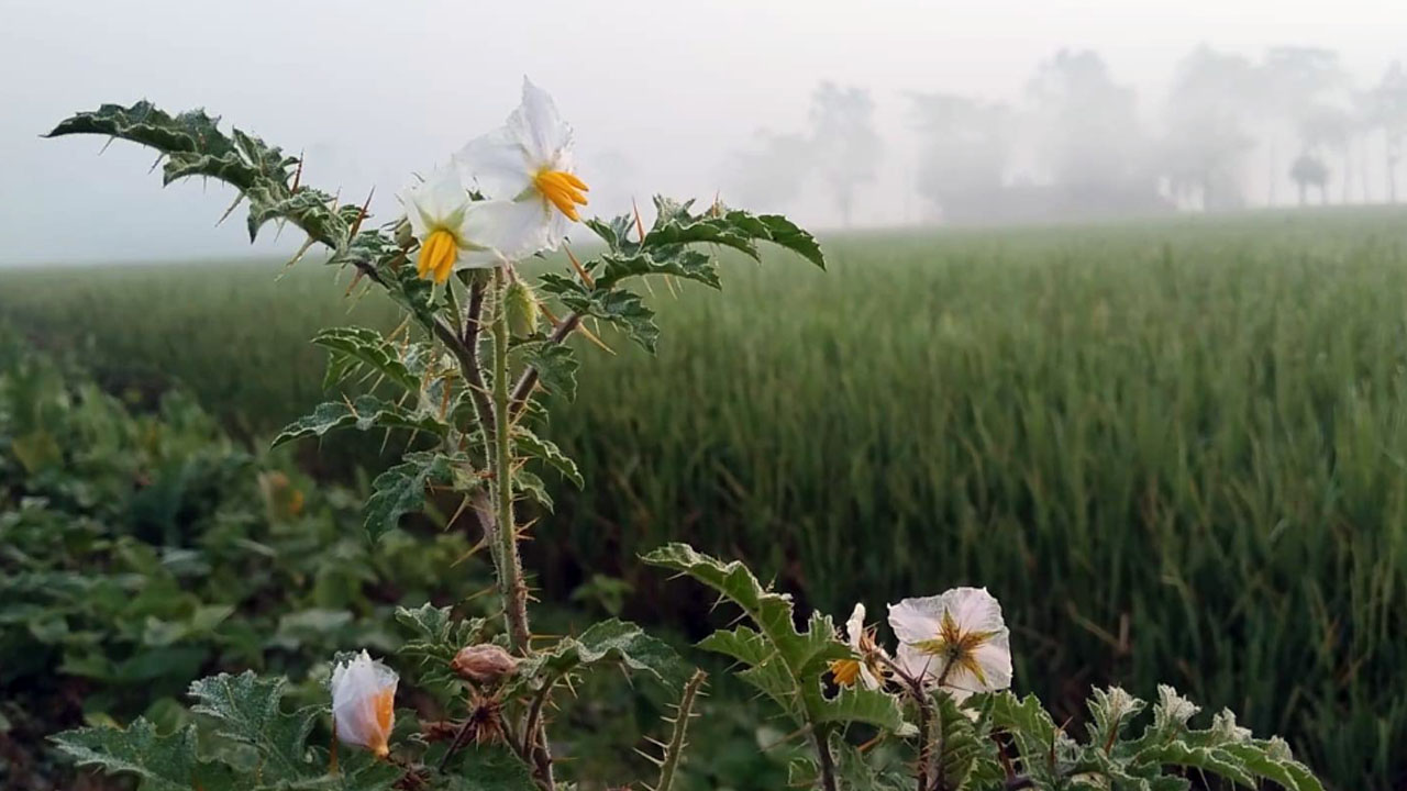 প্রতিনিধির পাঠানো ছবি/ বৃহস্পতিবার (১৫ অক্টোবর) সকালে ধারণকৃত।