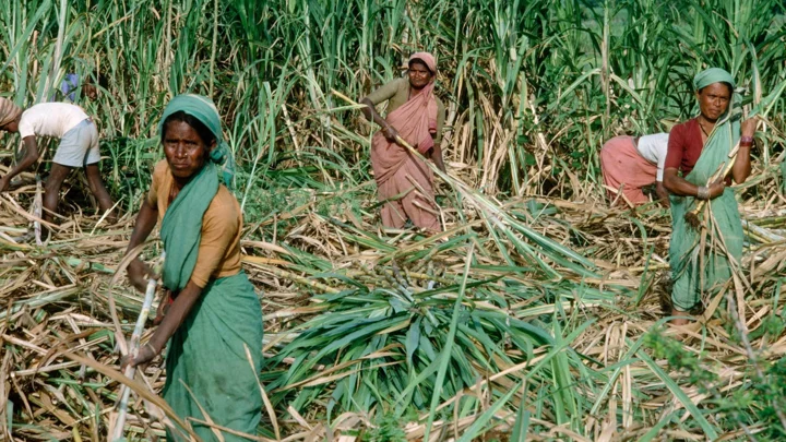 কাজ বাঁচাতে জরায়ু কেটে বাদ দিচ্ছেন ভারতের আখ কাটা শ্রমিকরা