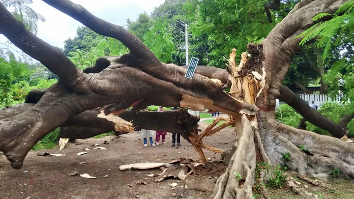 ভেঙে পড়েছে রাবির শতবর্ষী কৃষ্ণচূড়া গাছ