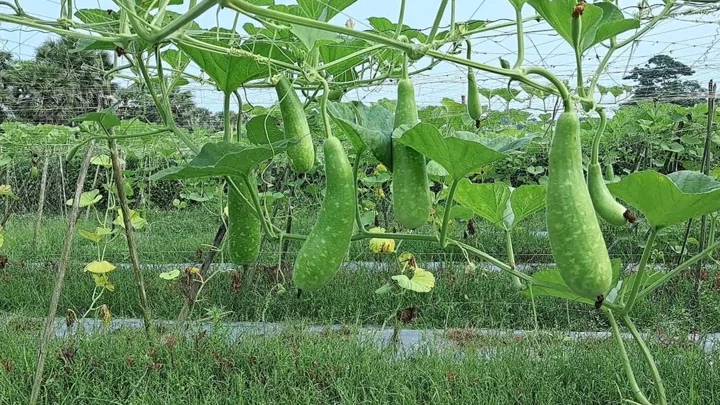 মাছের ঘেরে অফ সিজনে লাউ চাষে বাম্পার ফলন