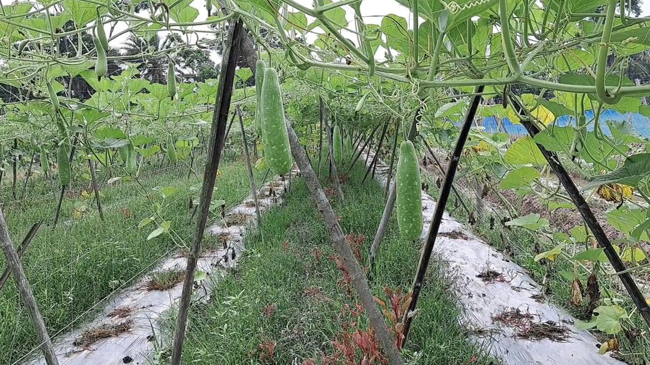 অফ সিজনে লাউ চাষে বাম্পার ফলন। ছবি: এশিয়া পোস্ট