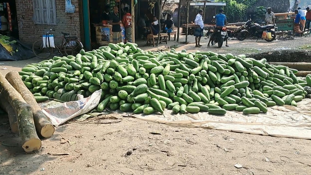 বাজারে উঠছে লাউ। ছবি: এশিয়া পোস্ট