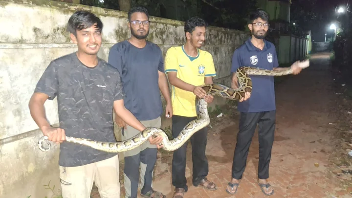 চবিতে মধ্যরাতে ১২ ফুট দীর্ঘ বার্মিজ পাইথন উদ্ধার